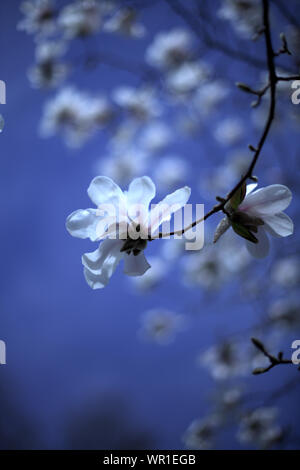 Bianco fiore di magnolia rami in fiore con un cielo azzurro sfondo, nella molla pallido pomeriggio di luce, in Wilsonville, Oregon, Stati Uniti d'America Foto Stock