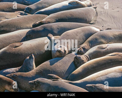 Parte della colonia di allevamento del nord di foche elefanti pranzo insieme come sardine su una centrale spiaggia della California Foto Stock