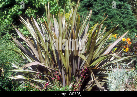 PHORMIUM TENAX PURPUREUM (gruppo) Foto Stock