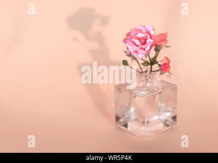 Fiore rosa in una bottiglia di vetro. L'ombra del fiore. Il concetto di minimalismo. Bella ombra. Foto Stock