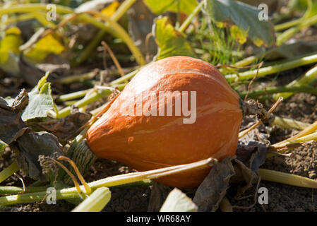 Red kumi squash in giardino (Curcubita maxima), Francia Foto Stock