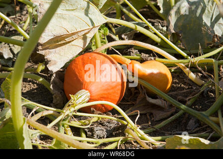 Red kumi squash in giardino (Curcubita maxima), Francia Foto Stock