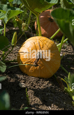 La Zucca in giardino ( Curcubita maxima), Francia Foto Stock