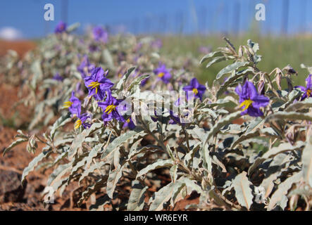 Solanum elaeagnifolium piante con fiori viola Foto Stock