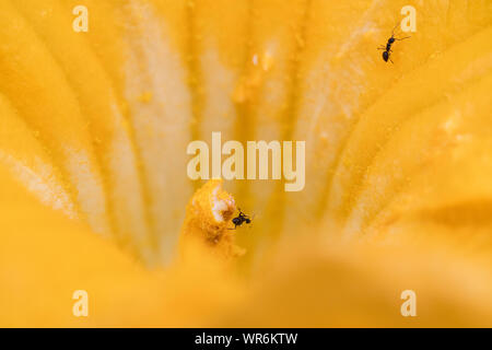 Close up di formiche in cerca di cibo all'interno del giallo dei fiori di zucca Foto Stock