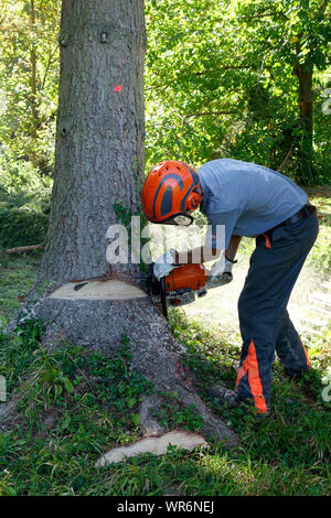 Chainsaw opeater effettua il taglio di una tacca o "faccia cut' e prepara la struttura ad albero per il taglio. Foto Stock