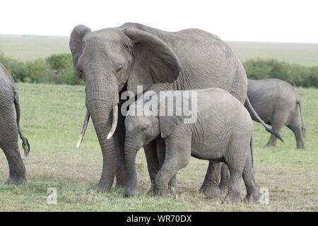 Elephant mom e vitello, il Masai Mara National Park, in Kenya. Foto Stock