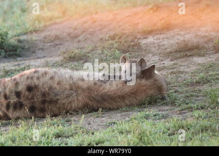 Spotted hyena cub (crocuta crocuta) appoggiato sulla sua mamma del collo, il Masai Mara National Park, in Kenya. Foto Stock