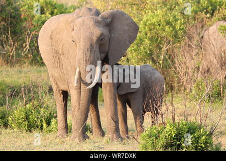 Elephant mom e vitello, il Masai Mara National Park, in Kenya. Foto Stock