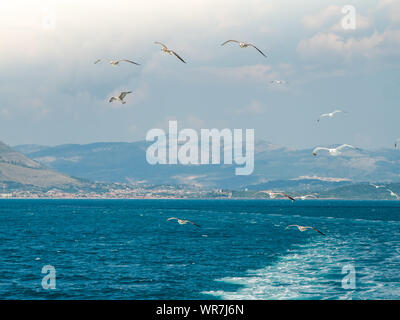 Flock of Seagulls battenti su blu cielo chiaro acqua del mare. Isola di Ponza in background, Italia. Foto Stock