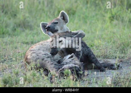 Spotted hyena cubs nursing dalla loro mamma, il Masai Mara National Park, in Kenya. Foto Stock