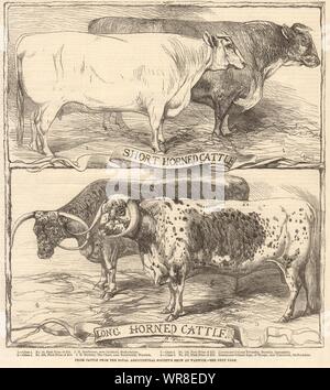 Premio bovini, Royal Agricultural Society's show a Warwick. Warwickshire 1859 Foto Stock