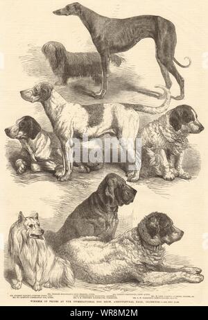 Vincitori del premio all' International Dog Show, agricolo Hall, Islington 1863 Foto Stock