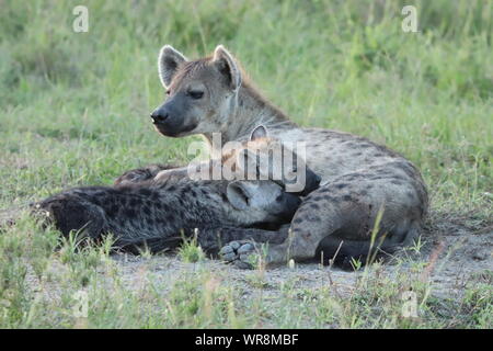 Spotted hyena mamma allattava il cubs, il Masai Mara National Park, in Kenya. Foto Stock