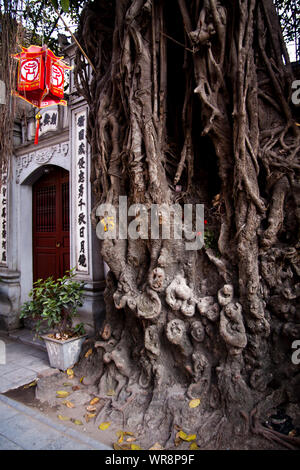 Un antico albero nella città vecchia di Hanoi e il Vietnam. Foto Stock