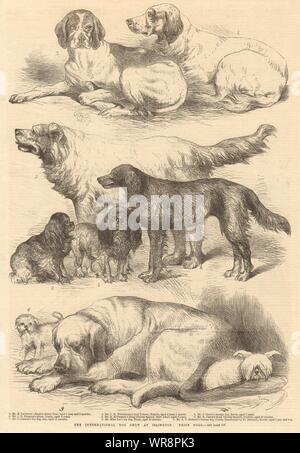 L'International Dog Show a Islington: premio cani. Londra 1865 ILN pagina piena Foto Stock