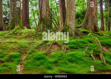 Verde muschio cresce al di sopra della struttura antiche radici di alberi di pino. Foto Stock