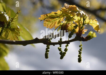 Amenti su un ramo di quercia in primavera, con recentemente dispiegata di foglie di quercia. Foto Stock