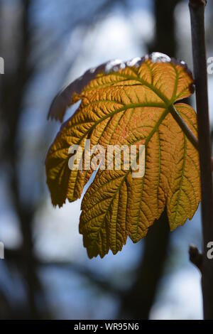 La luce del sole che splende attraverso e illuminando un germogliamento maple leaf in primavera. Foto Stock