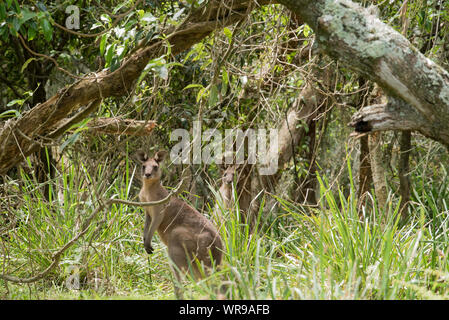 Grigio orientale canguri (Macropus giganteus) miscelazione in background di scrub e boschi sulla costa sud del New South Wales, Australia Foto Stock