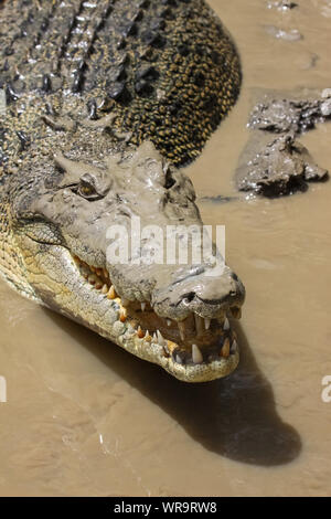 Close up di un coccodrillo di acqua salata sulla riva del fiume, il fiume di Adelaide, Australia Foto Stock