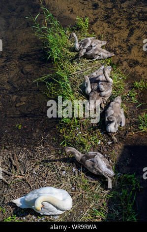 Shugborough Hall, Staffordshire, nelle mani del National Trust Foto Stock