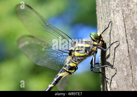 Golden inanellato Dragonfly Cordulegaster boltonii Foto Stock