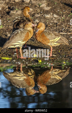 Paio di sibilo piumati anatre in amore in la calda luce della sera con riflessi giallo, acqua, Kakadu National Park, Australia Foto Stock