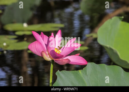 Close up di un fiore di loto con un insetto interno con ombra, acqua gialla, Kakadu National Park, Australia Foto Stock