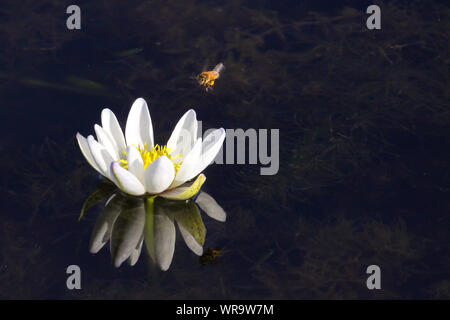 White acqua giglio fiore di riflessione, acqua gialla, Kakadu National Park, Australia Foto Stock