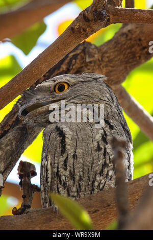 Close up di un unico Bruno frogmouth nella struttura ad albero tropicale, Karumba, Queensland, Australia Foto Stock