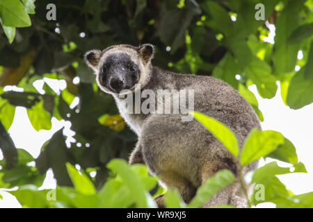 Molto rare Lumholtz tree kangaroo salendo su un albero nella foresta pluviale, rivolta, Atherton altipiano, Australia Foto Stock