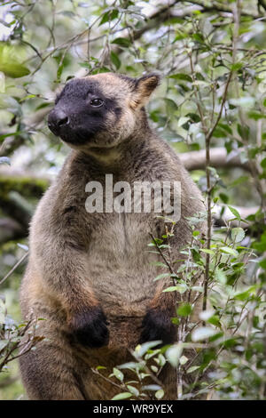 Molto rare Lumholtz tree kangaroo salendo su un albero nella foresta pluviale, rivolta, Atherton altipiano, Australia Foto Stock