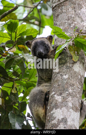 Molto rare Lumholtz tree kangaroo salendo su un albero nella foresta pluviale, rivolta, Atherton altipiano, Australia Foto Stock