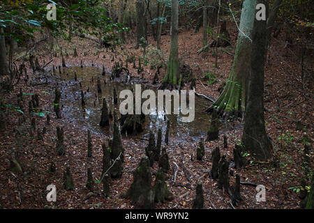 Cipresso calvo Taxodium distichum e le ginocchia, Kirby Sentiero Natura, grande canneto National Preserve, Texas, USA, dicembre 2017 Foto Stock