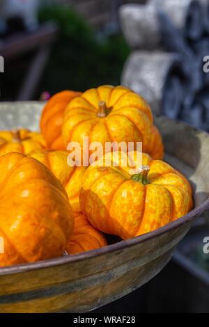 Arance mature zucche in una ciotola. Harvest Festival, squash close-up cartolina verticale Foto Stock