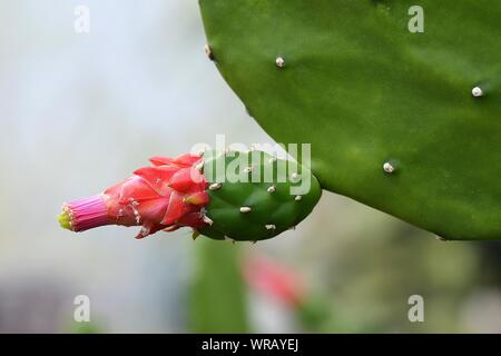 Close-up di fiore che sboccia il ficodindia Cactus
