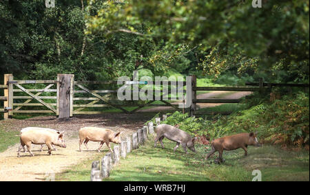 Suini domestici vagano per il bosco in prossimità di Burley in Hampshire, durante Pannage, o "Comune di montante', dove gli animali sono ammessi a vagare per la Nuova Foresta durante un periodo di tempo stabilito in autunno alla festa su caduto ghiande, che in grande quantità sono pericolose per i pony e il bestiame. Foto Stock