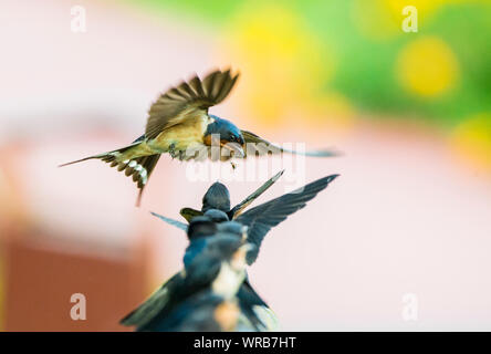 Un genitore swallow alimenta i suoi neonati su una trave nella città di Harbin, a nord-est della Cina di Provincia di Heilongjiang, Luglio 24th, 2019. Foto Stock