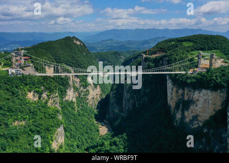 In questa vista aerea, turisti brave la più lunga del mondo e il più alto dal fondo di vetro ponte sopra il Zhangjiajie Grand Canyon a Wulingyuan Scenic e H Foto Stock