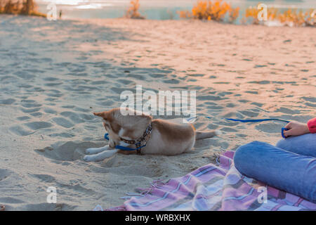 Husky cucciolo è di scavare un buco sulla spiaggia. Il cane è in corso di riproduzione in una spiaggia di sabbia. Foto Stock