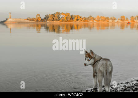 Husky cucciolo camminando sulla spiaggia fluviale. Autunno seascape. Foto Stock