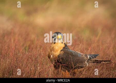 Aplomada falcon, Falco femoralis, captive in scrub a secco Foto Stock