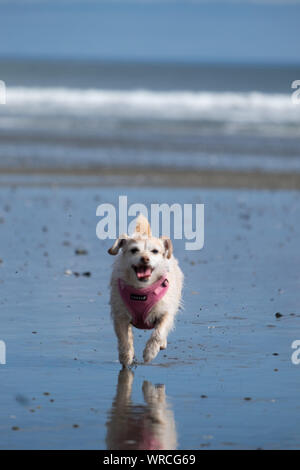 Piccolo Cane bianco in esecuzione sul mare con onde in background Foto Stock