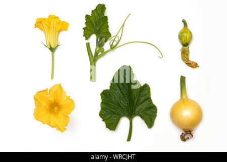 Una zucca crescente fasi da un fiore a frutto Foto Stock