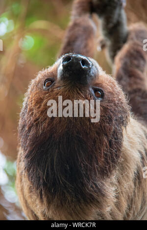 Vista ravvicinata della testa di Linneo per le due dita bradipo (Choloepus didactylus) appeso a testa in giù in una struttura ad albero Foto Stock