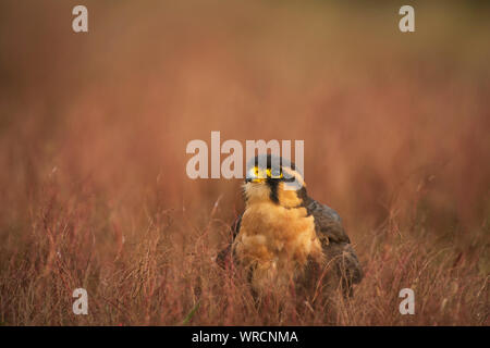 Aplomada falcon, Falco femoralis, captive in scrub a secco Foto Stock