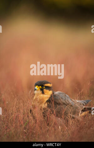 Aplomada falcon, Falco femoralis, captive in scrub a secco Foto Stock