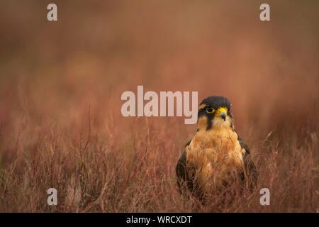 Aplomada falcon, Falco femoralis, captive in scrub a secco Foto Stock