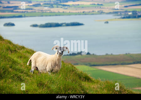 Un curioso pascolo di ovini sui Vescovi Hill con il Loch Leven in background, Scozia Foto Stock